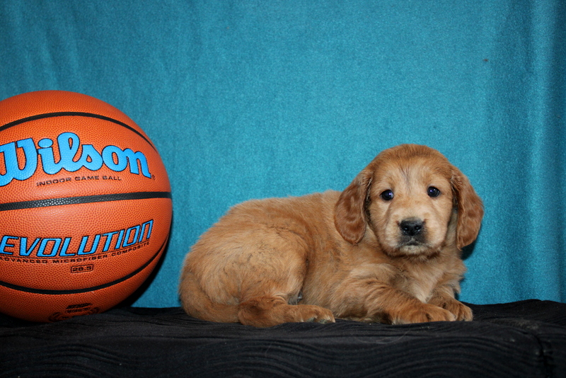 puppy, for, sale, Mini Goldendoodle , Matthew B. Stoltzfus, dog, breeder, Gap, PA, dog-breeder, puppy-for-sale, forsale, nearby, find, puppyfind, locator, puppylocator, aca